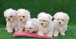 Chovatelská stanice Bichon maltes mataro